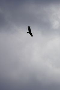 Preview wallpaper bird, flight, sky, clouds, black and white