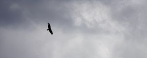 Preview wallpaper bird, flight, sky, clouds, black and white