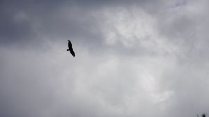 Preview wallpaper bird, flight, sky, clouds, black and white