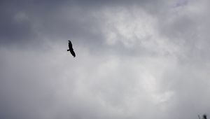 Preview wallpaper bird, flight, sky, clouds, black and white
