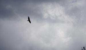 Preview wallpaper bird, flight, sky, clouds, black and white