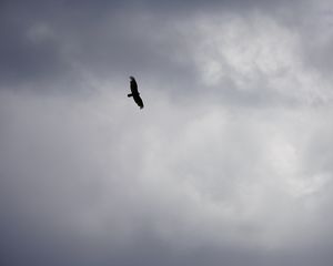 Preview wallpaper bird, flight, sky, clouds, black and white