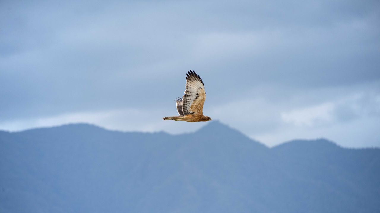 Wallpaper bird, flight, sky, wildlife