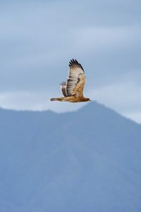 Preview wallpaper bird, flight, sky, wildlife