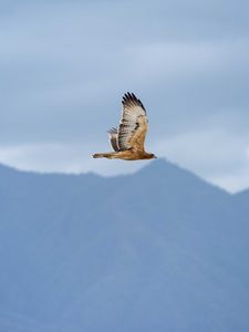 Preview wallpaper bird, flight, sky, wildlife