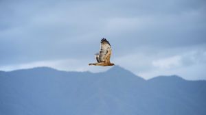 Preview wallpaper bird, flight, sky, wildlife