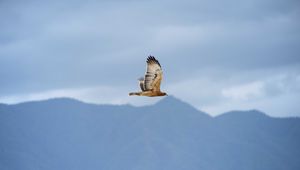 Preview wallpaper bird, flight, sky, wildlife