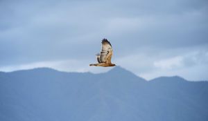 Preview wallpaper bird, flight, sky, wildlife