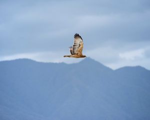 Preview wallpaper bird, flight, sky, wildlife