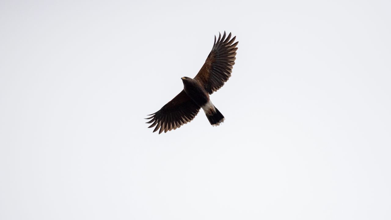 Wallpaper bird, flight, sky