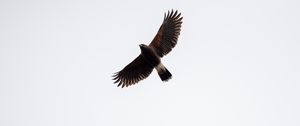 Preview wallpaper bird, flight, sky