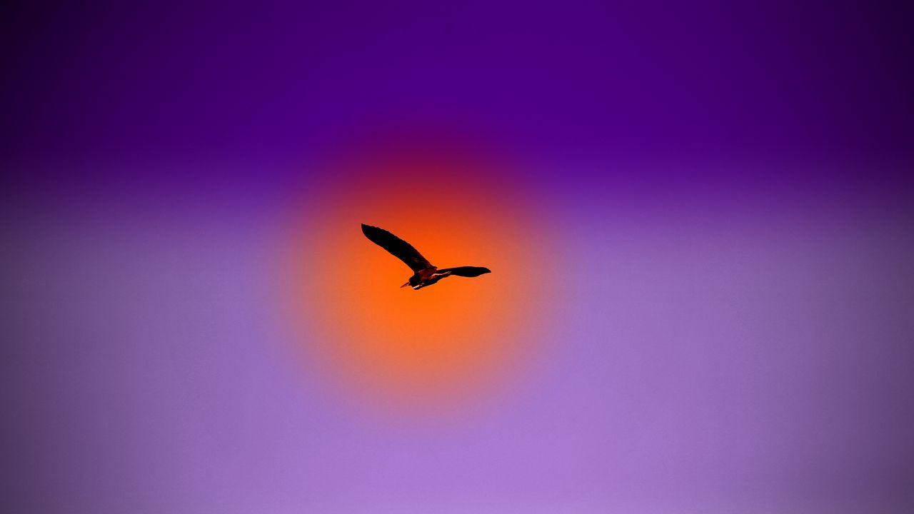 Wallpaper bird, flight, sky, sun