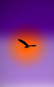Preview wallpaper bird, flight, sky, sun