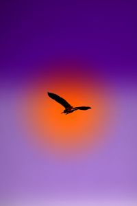 Preview wallpaper bird, flight, sky, sun