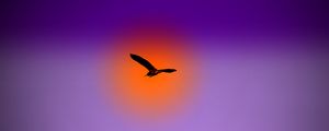 Preview wallpaper bird, flight, sky, sun