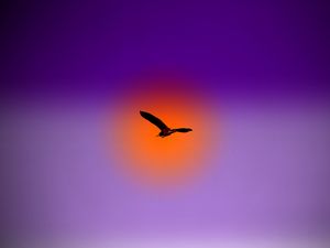 Preview wallpaper bird, flight, sky, sun