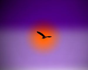 Preview wallpaper bird, flight, sky, sun