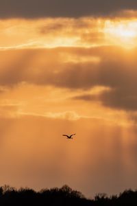 Preview wallpaper bird, flight, sky, trees, silhouettes, evening