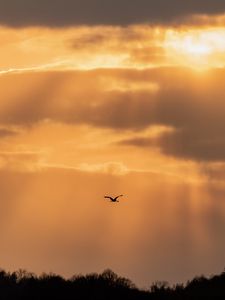 Preview wallpaper bird, flight, sky, trees, silhouettes, evening