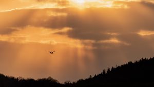 Preview wallpaper bird, flight, sky, trees, silhouettes, evening