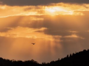 Preview wallpaper bird, flight, sky, trees, silhouettes, evening