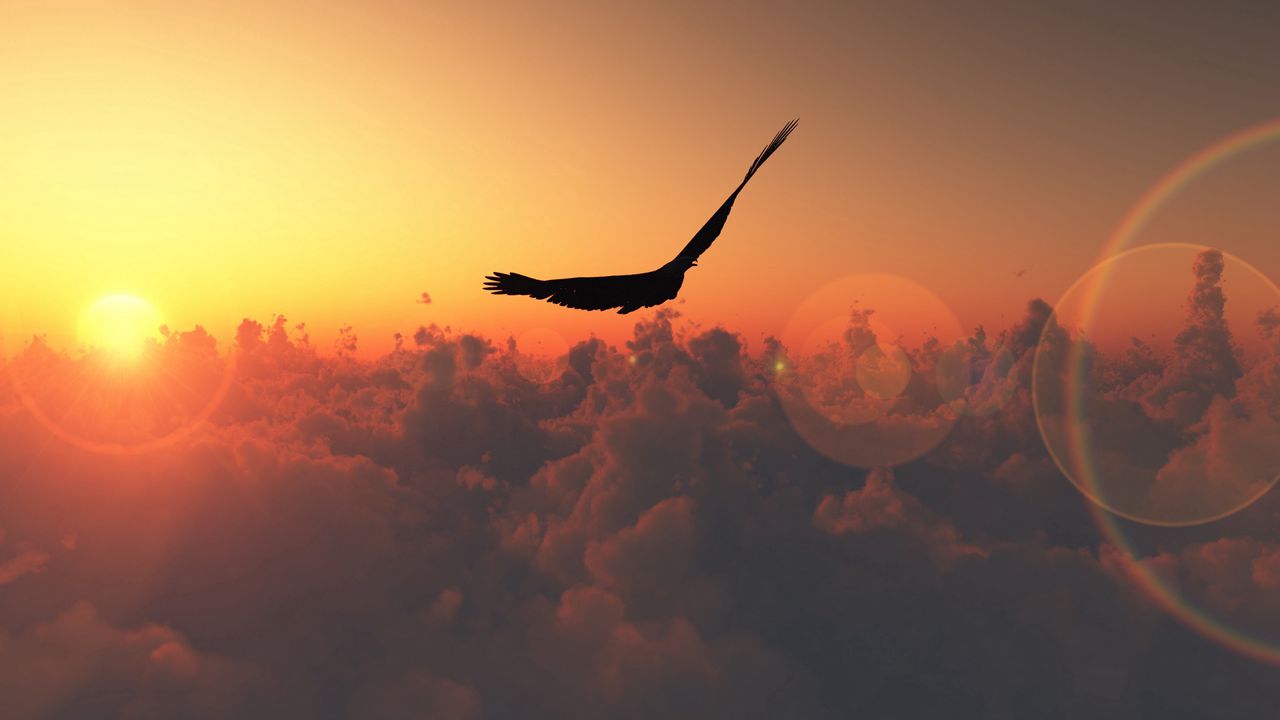 Wallpaper bird, flight, sun, patches of light, clouds, freedom, height