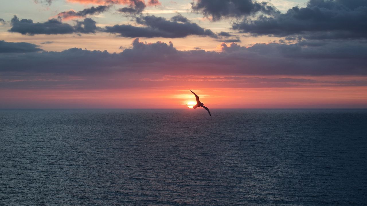 Wallpaper bird, flight, sunset, sea, dark