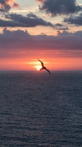 Preview wallpaper bird, flight, sunset, sea, dark