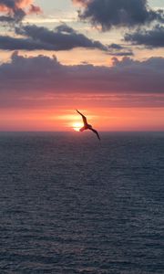 Preview wallpaper bird, flight, sunset, sea, dark