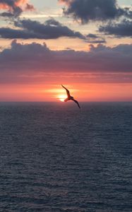 Preview wallpaper bird, flight, sunset, sea, dark