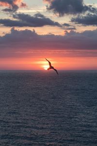 Preview wallpaper bird, flight, sunset, sea, dark