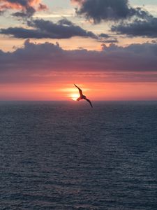 Preview wallpaper bird, flight, sunset, sea, dark