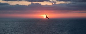 Preview wallpaper bird, flight, sunset, sea, dark