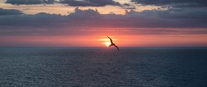 Preview wallpaper bird, flight, sunset, sea, dark