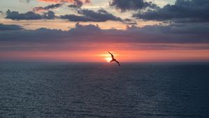 Preview wallpaper bird, flight, sunset, sea, dark