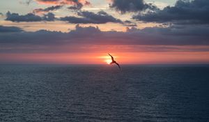 Preview wallpaper bird, flight, sunset, sea, dark