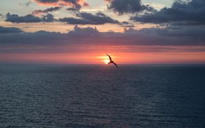 Preview wallpaper bird, flight, sunset, sea, dark