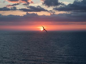 Preview wallpaper bird, flight, sunset, sea, dark