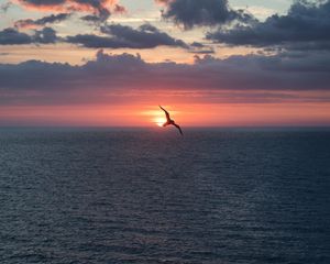 Preview wallpaper bird, flight, sunset, sea, dark