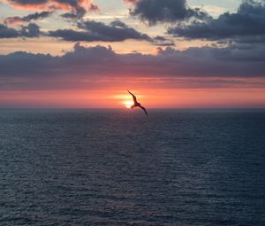 Preview wallpaper bird, flight, sunset, sea, dark