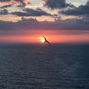 Preview wallpaper bird, flight, sunset, sea, dark