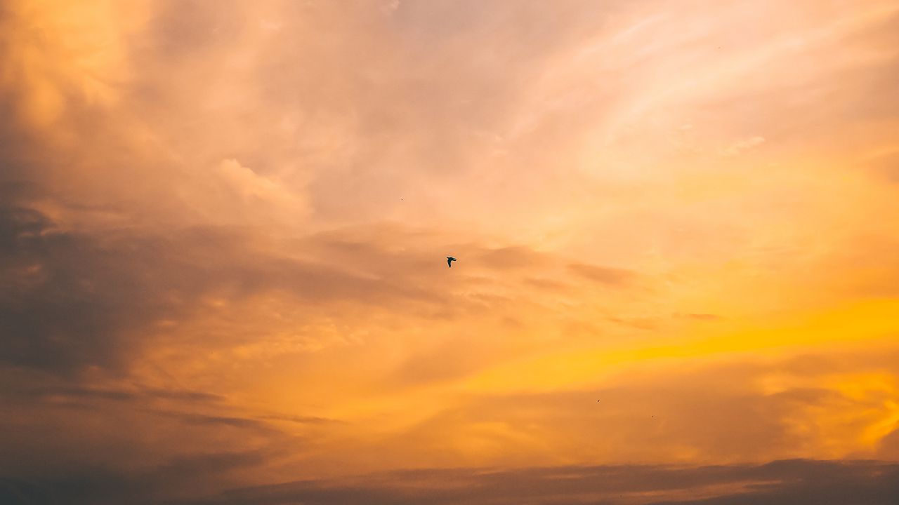 Wallpaper bird, flight, sunset, sky
