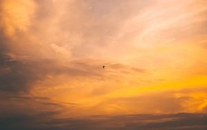 Preview wallpaper bird, flight, sunset, sky
