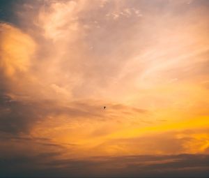 Preview wallpaper bird, flight, sunset, sky