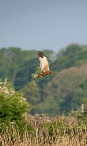 Preview wallpaper bird, flight, wildlife