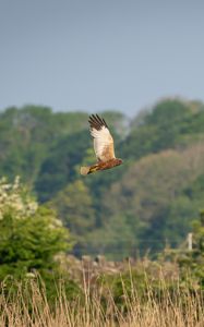 Preview wallpaper bird, flight, wildlife