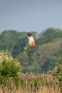 Preview wallpaper bird, flight, wildlife