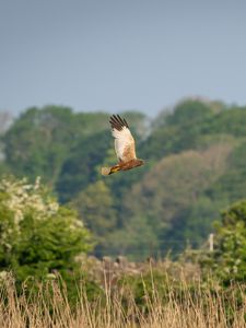 Preview wallpaper bird, flight, wildlife