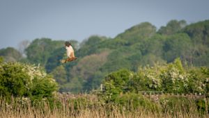 Preview wallpaper bird, flight, wildlife