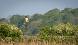 Preview wallpaper bird, flight, wildlife